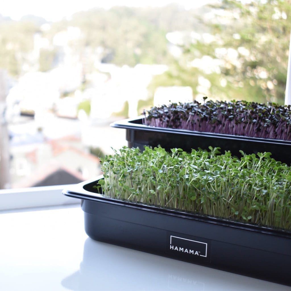 An image of microgreens