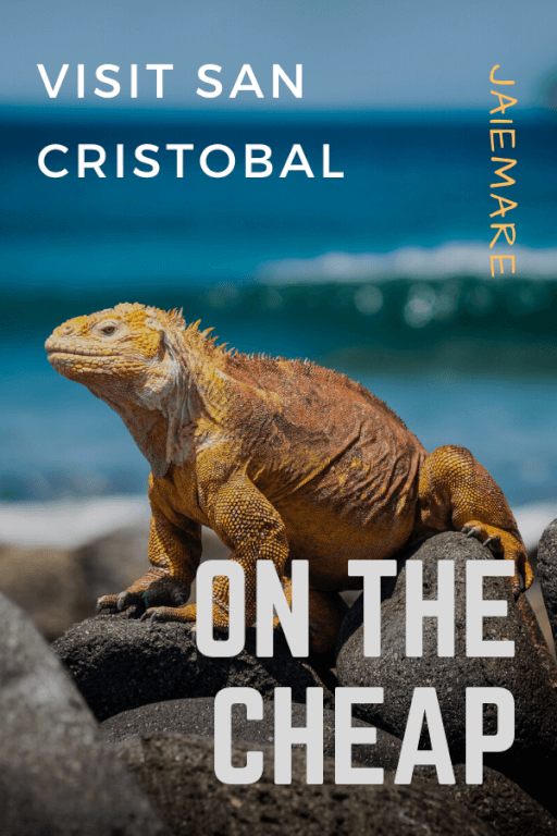 Lizard standing on rocks on San Cristobal Island in the Galapagos.