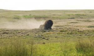 Bison rolling around in prairie grass outside the Badlands National Park.