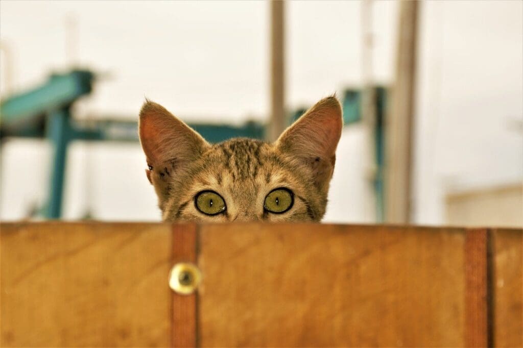 cat peeking over the fence